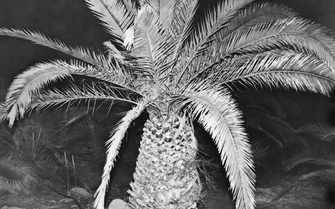 nick verhaeghe representation 4 fotografie